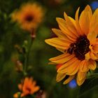 Samstag-Blühpflanzenbesucher - Sonnenblume mit Biene