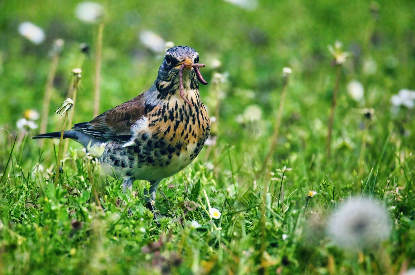 Samstag-Blühpflanzenbesucher Wacholderdrossel mit Regenwurm