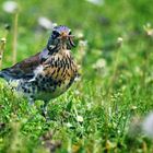 Samstag-Blühpflanzenbesucher Wacholderdrossel mit Regenwurm