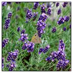 Samstag - Falter besucht Blüten