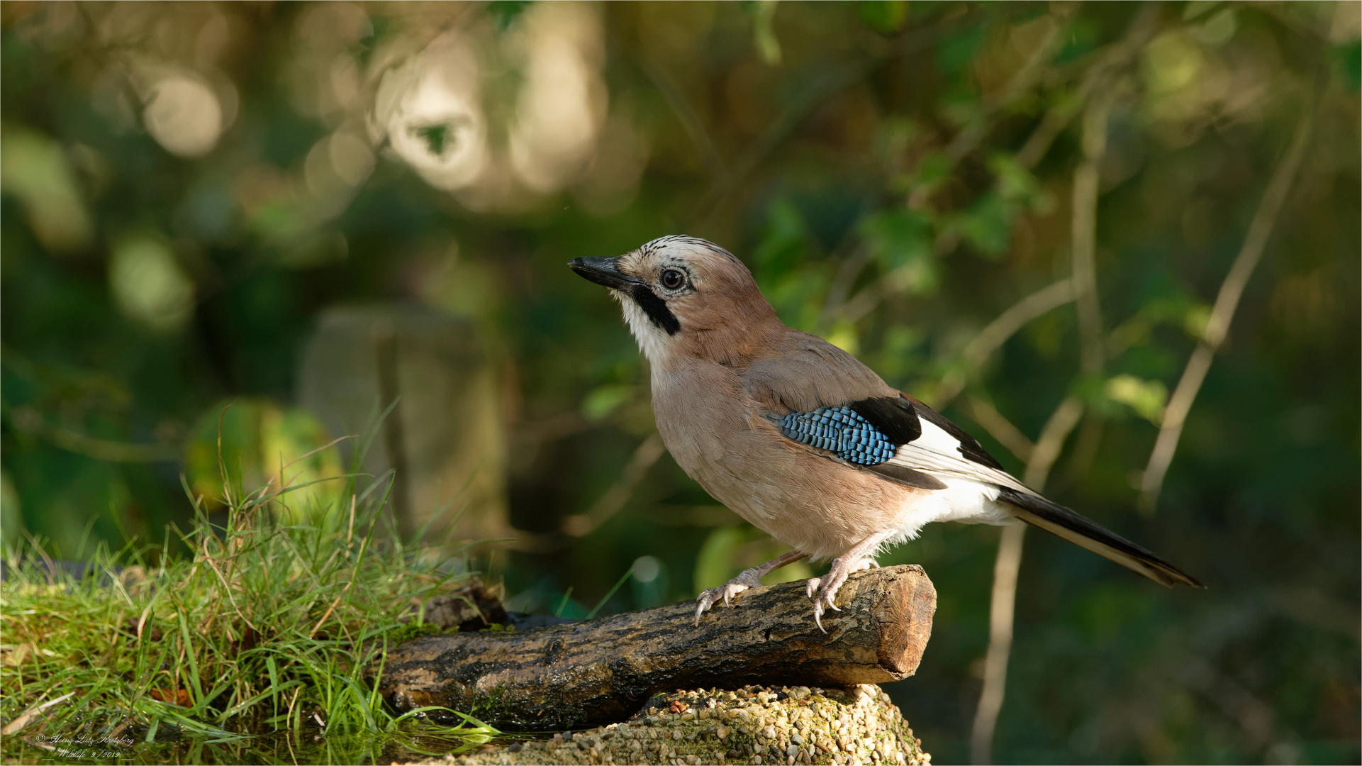 Samstag iss Badetag, da trifft man sich an der Vogel Bade und Trink Station