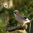 Samstag iss Badetag, da trifft man sich an der Vogel Bade und Trink Station