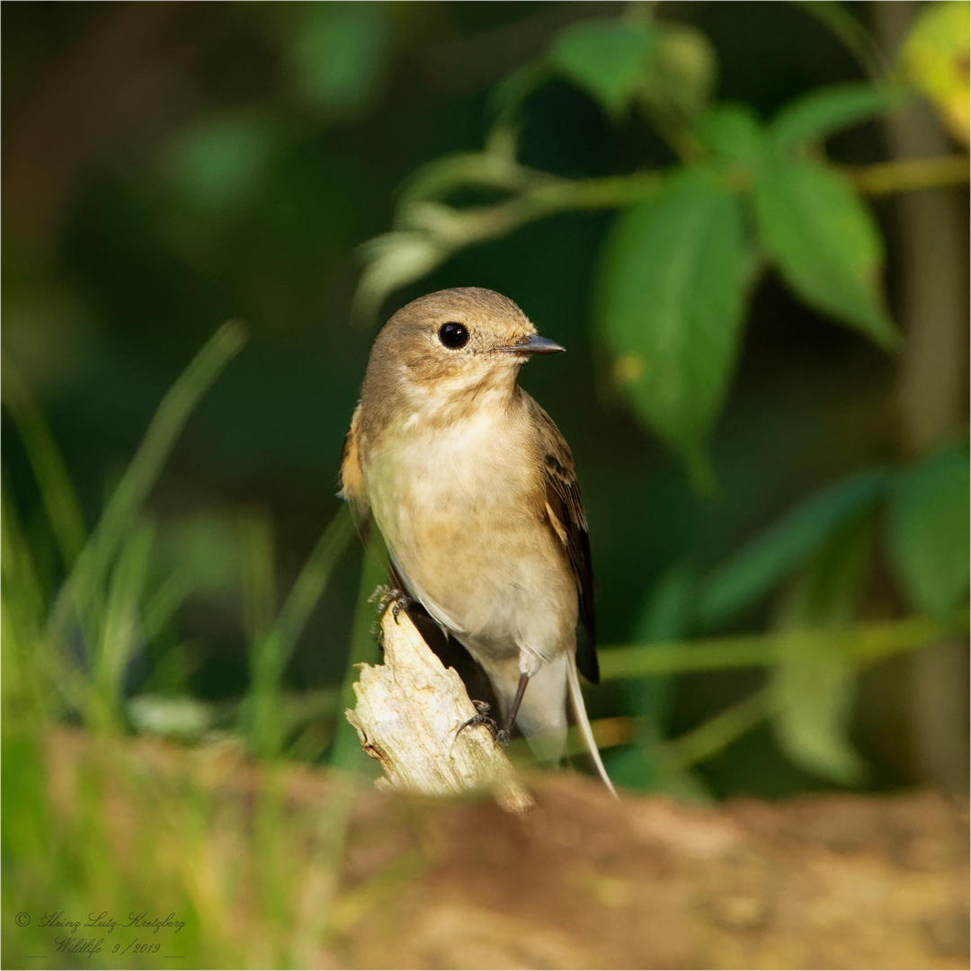 Samstag iss Badetag, da trifft man sich an der Vogel Bade und Trink Station