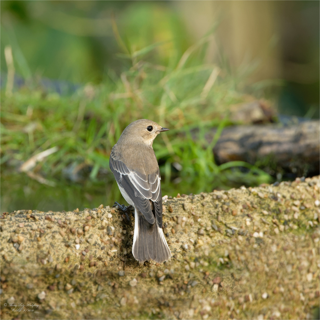 Samstag iss Badetag, da trifft man sich an der Vogel Bade und Trink Station