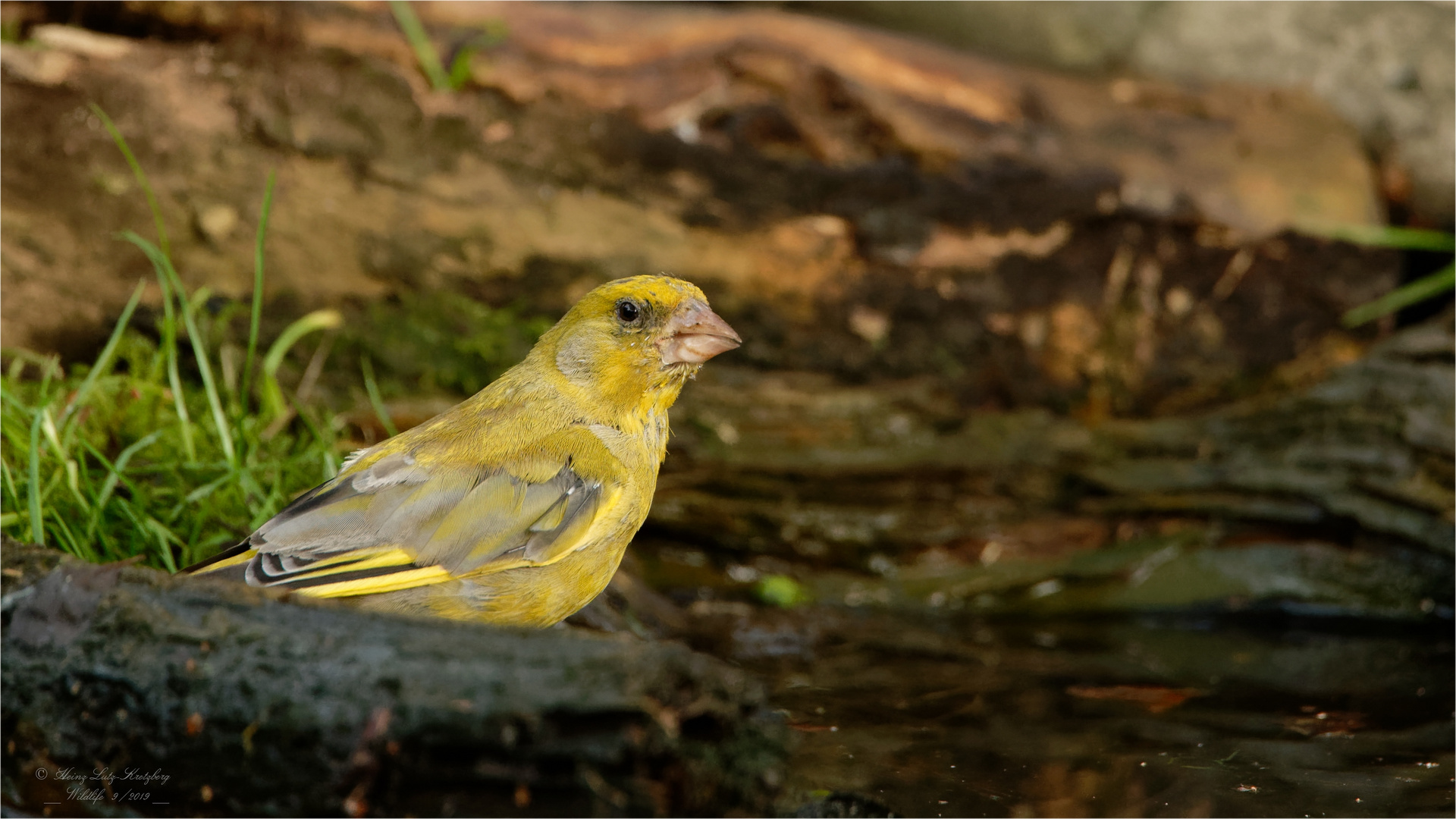 Samstag iss Badetag, da trifft man sich an der Vogel Bade und Trink Station