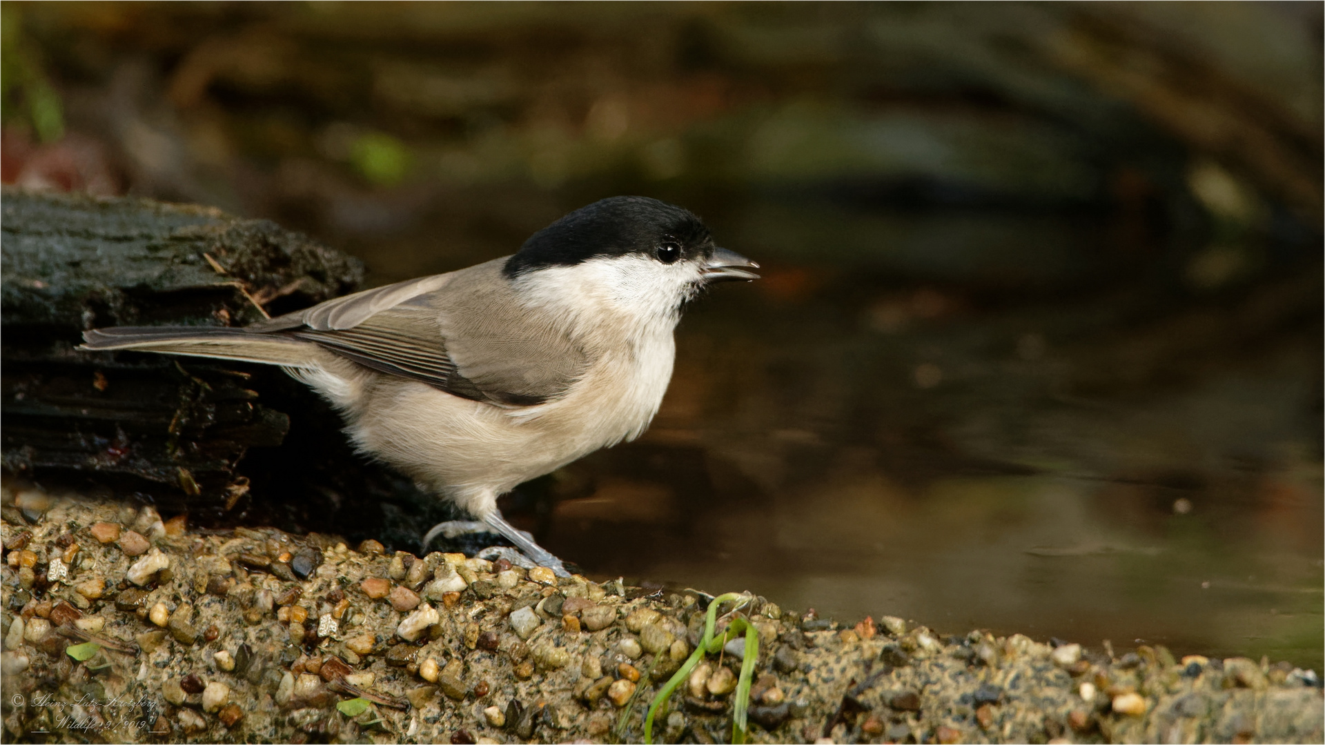 Samstag iss Badetag, da trifft man sich an der Vogel Bade und Trink Station