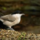 Samstag iss Badetag, da trifft man sich an der Vogel Bade und Trink Station