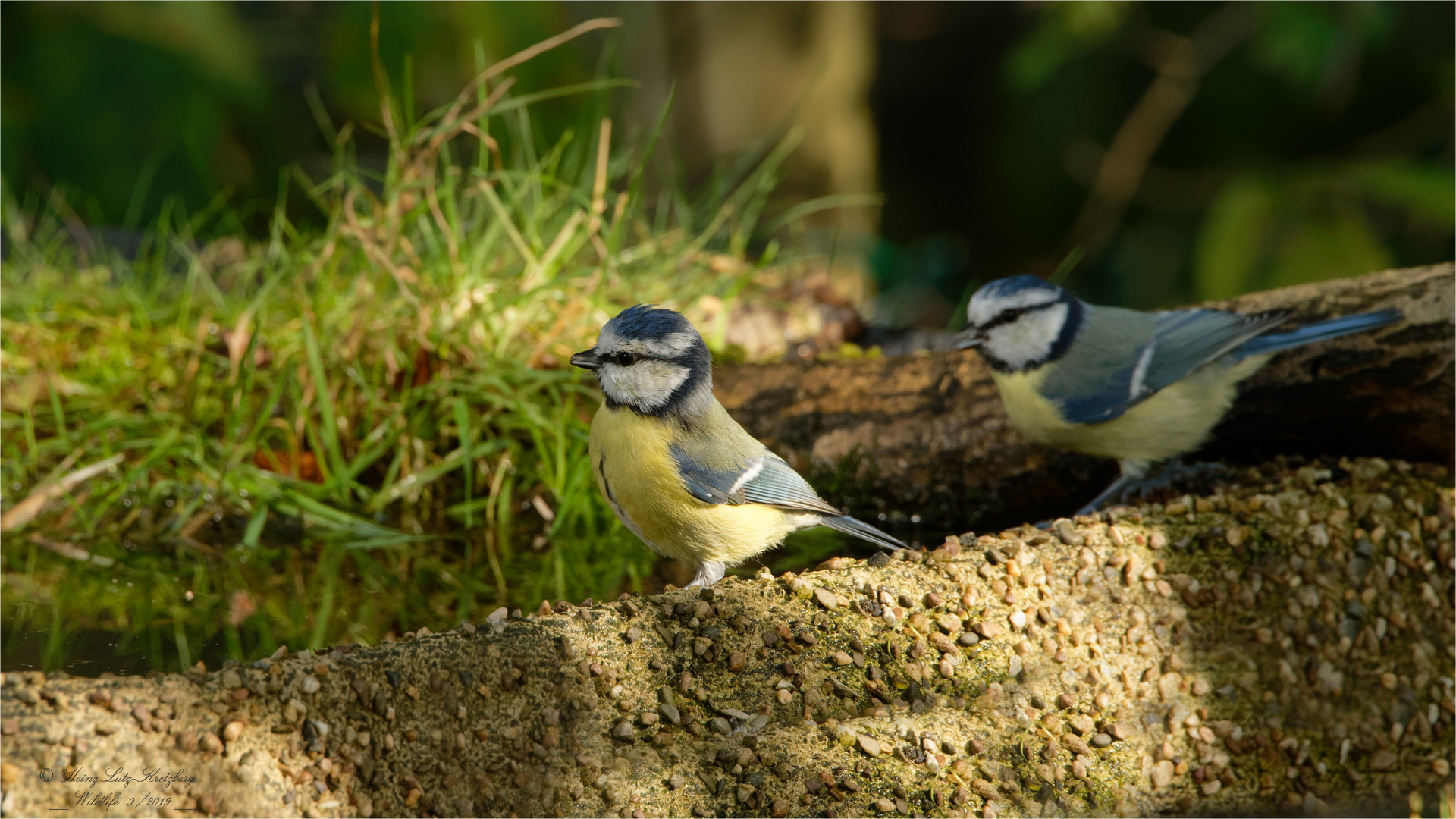 Samstag iss Badetag, da trifft man sich an der Vogel Bade und Trink Station