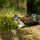 Samstag iss Badetag, da trifft man sich an der Vogel Bade und Trink Station