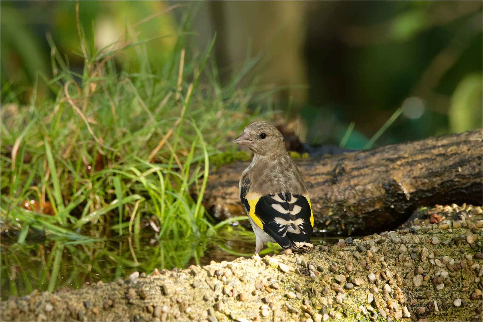 Samstag iss Badetag, da trifft man sich an der Vogel Bade und Trink Station