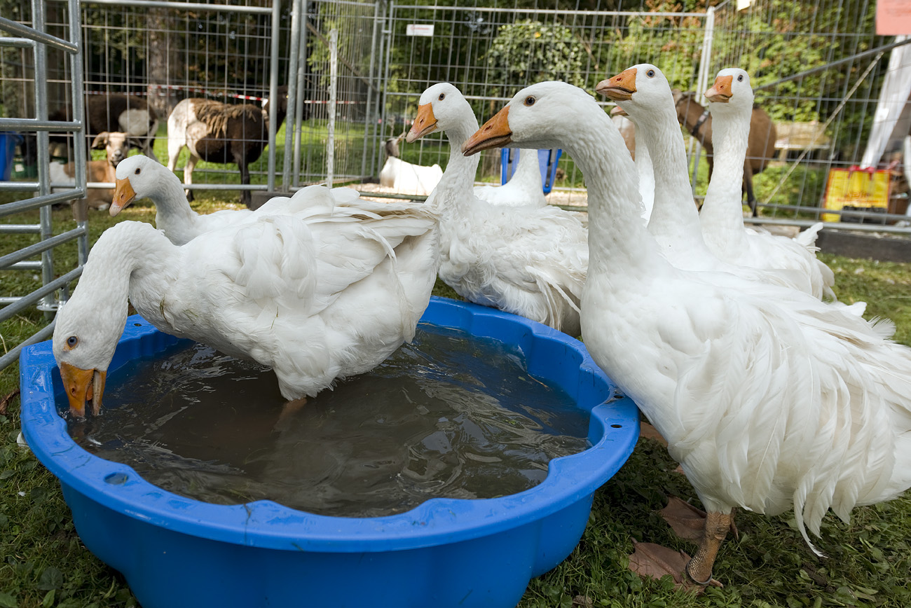 Samstag ist Badetag. Aber immer der Reihe nach - nicht drängeln!