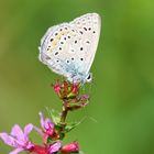 Samstag ist Besucher auf Blümchen Tag