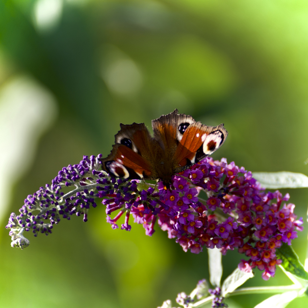 Samstag ist Blühpflanzenbesucher 14.08.2021  Schmetterling auf Sommerflieder 