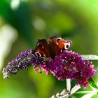 Samstag ist Blühpflanzenbesucher 14.08.2021  Schmetterling auf Sommerflieder 