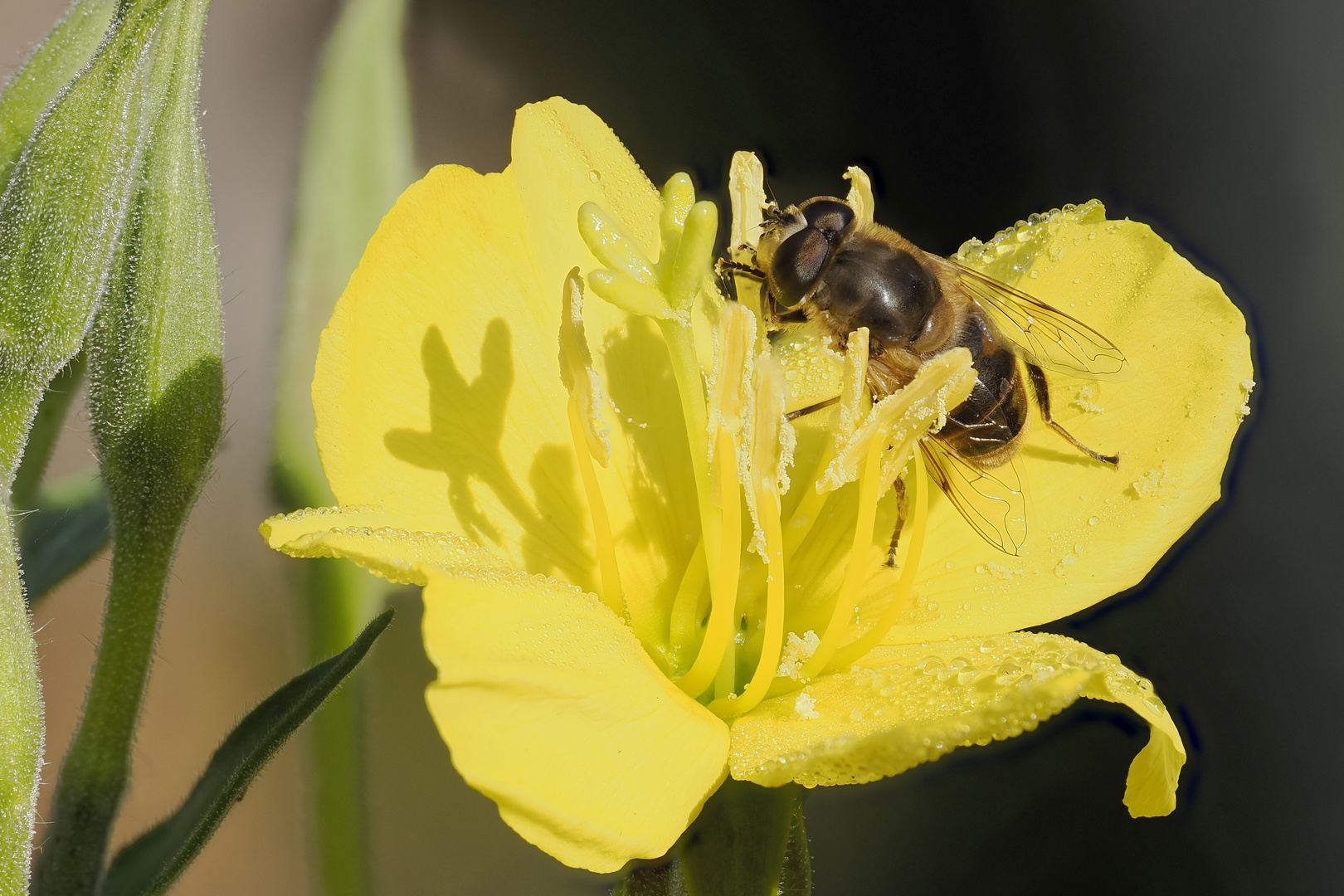 Samstag ist Blümchen mit Besucher Tag