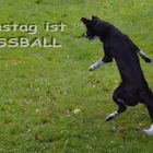 Samstag ist FUSSBALL