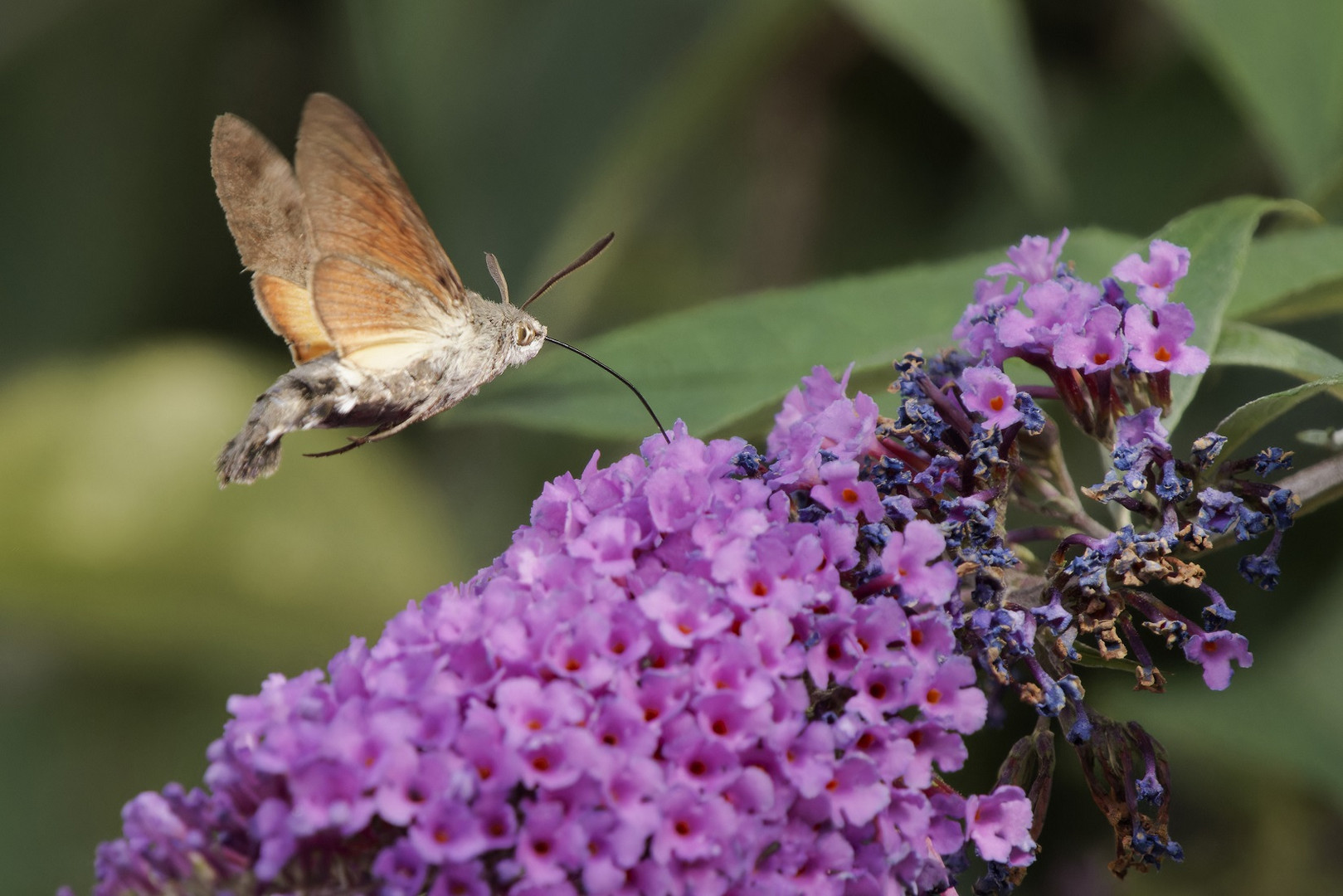 Samstag ist Thementag Besucher auf Blümchen