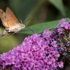 Samstag ist Thementag Besucher auf Blümchen