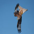 Samstag ist Vögeltag /26/