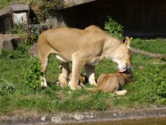 Samstag ist Waschtag!