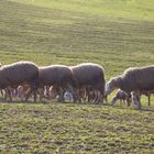 Samstag ist Za(e)hltag - wieviel Beine sind das ??