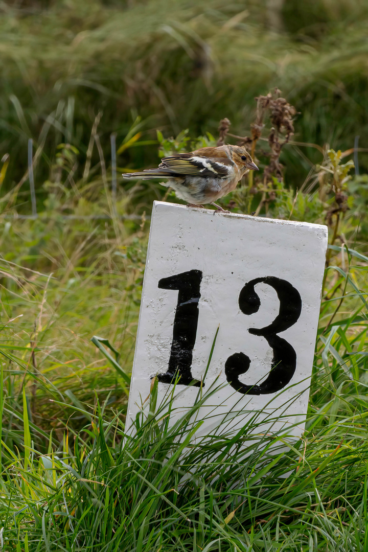 Samstag ist Zahl Tag: Buchfink / Chaffinch