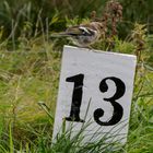 Samstag ist Zahl Tag: Buchfink / Chaffinch