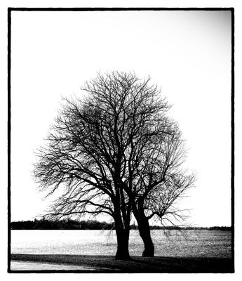 Samstag ist Zahltag - Zwei Bäume 