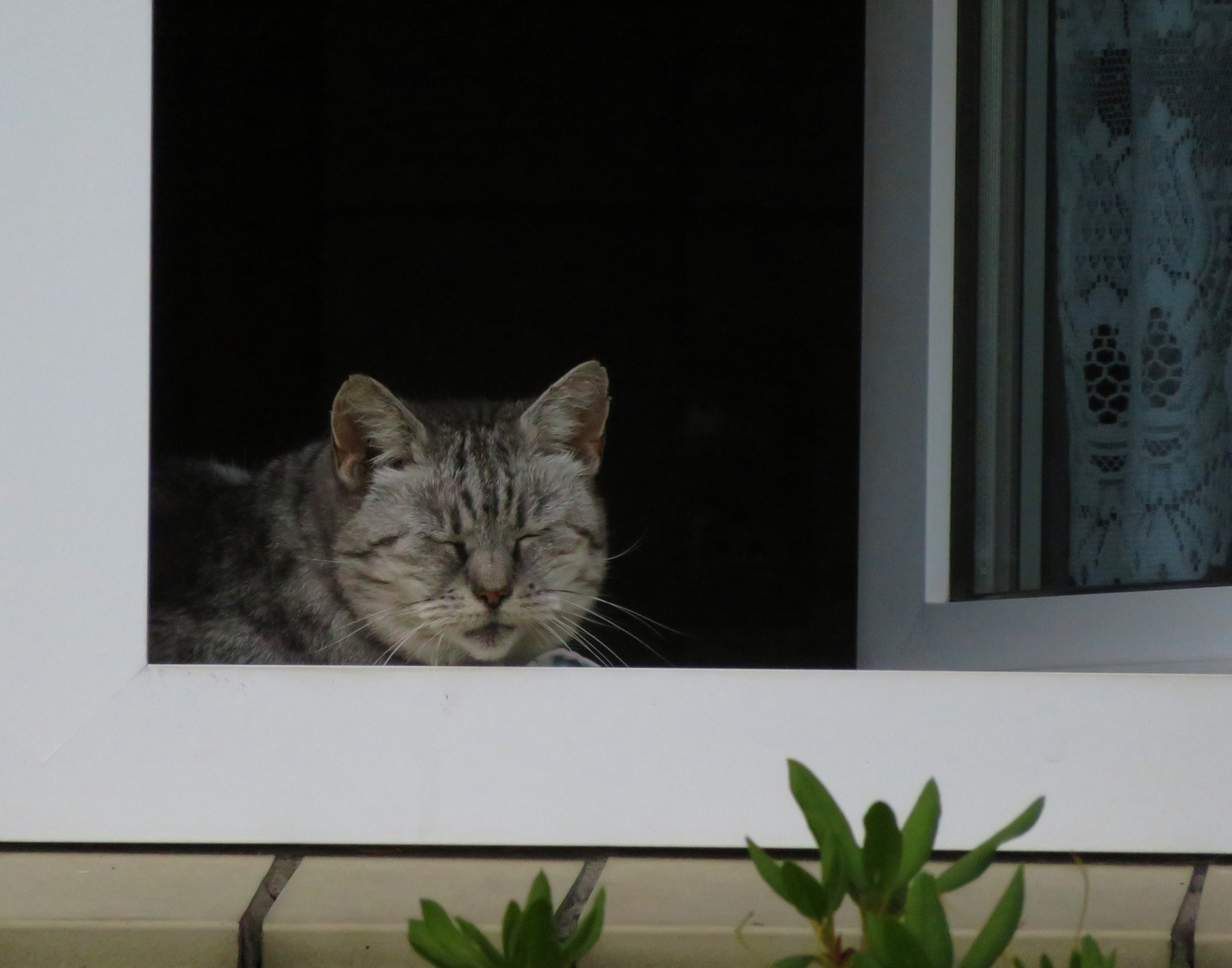 Samstag lag sie wieder im Fenster ...