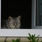 Samstag lag sie wieder im Fenster ...