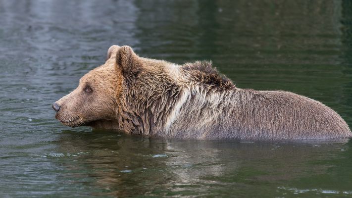 Samstag war Badetag bei Bären. 