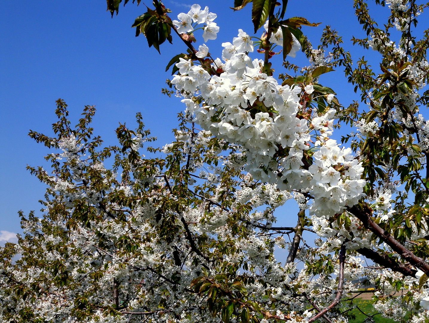 Samstagern im Frühling / en la primavera / au printemps..03