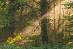 Samstagmorgen im Pilzwald