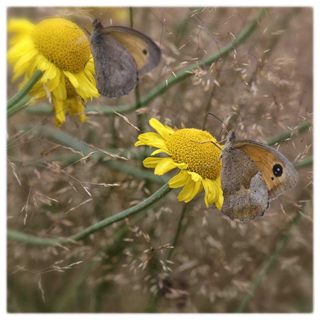 Samstags - Blühpflanzenbesucher Schmetterling