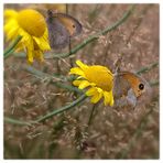 Samstags - Blühpflanzenbesucher Schmetterling