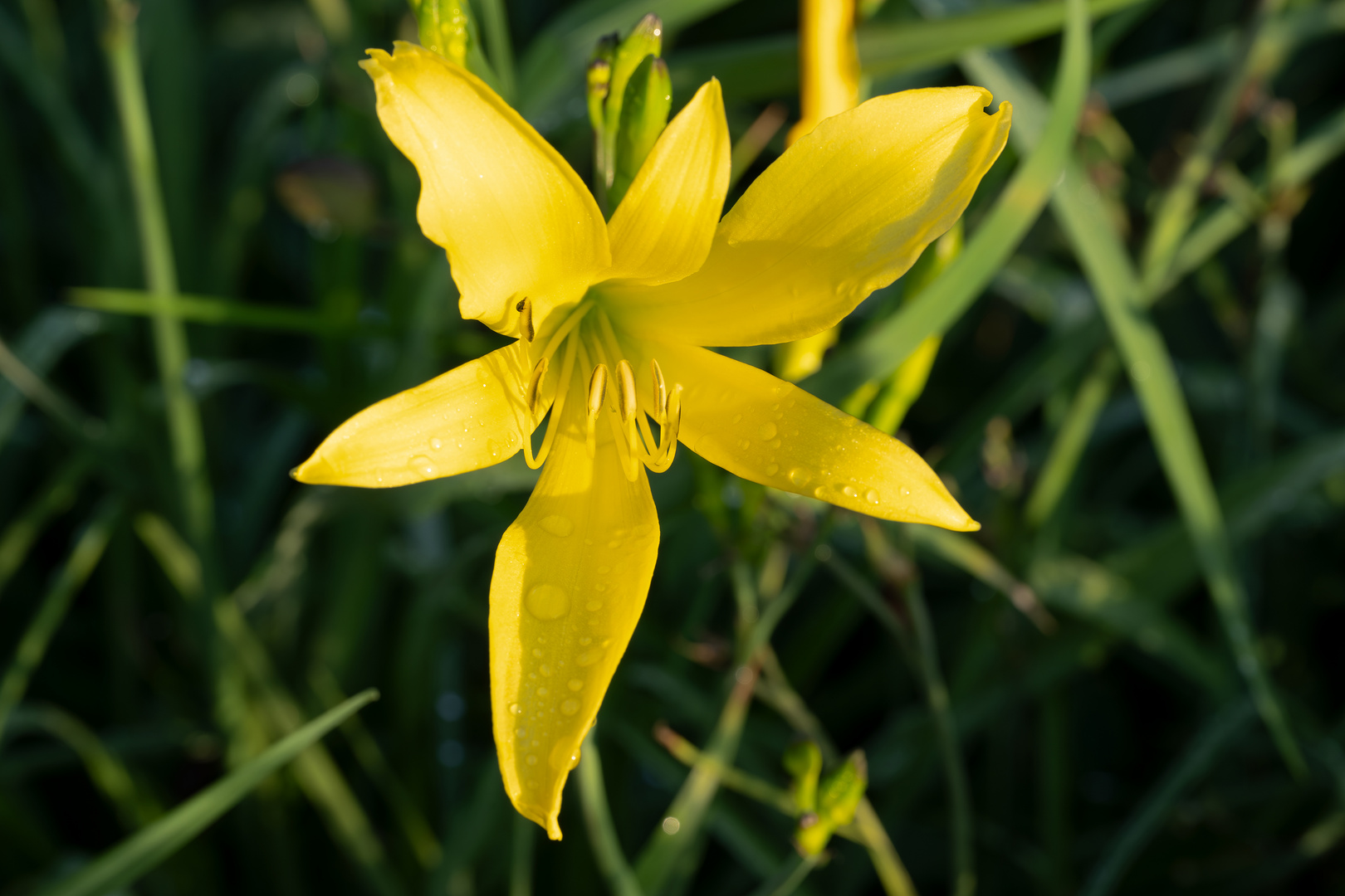 Samstags-Hirschgartenblümchen 07