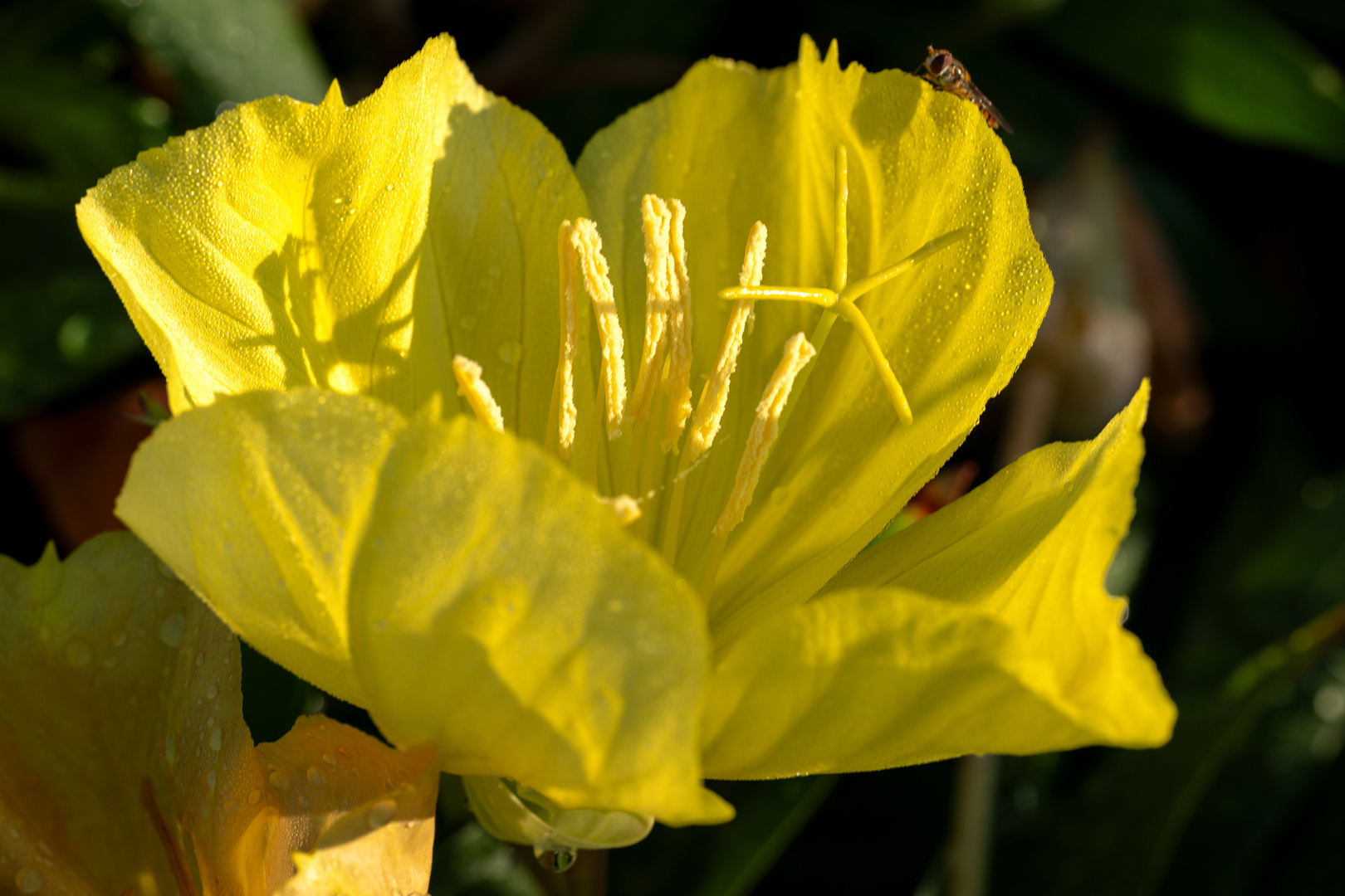 Samstags-Hirschgartenblümchen 09