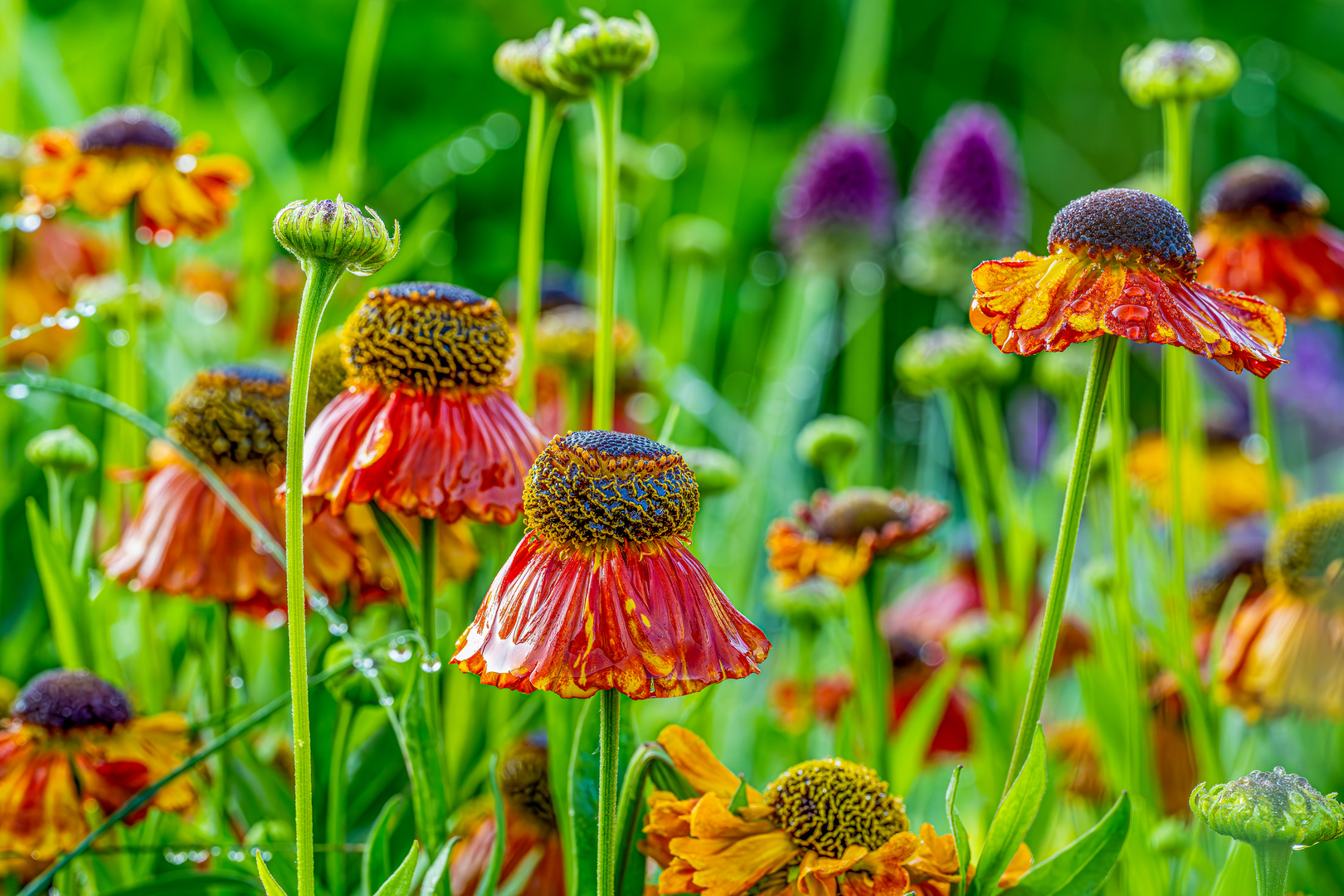 Samstags-Hirschgartenblümchen 18