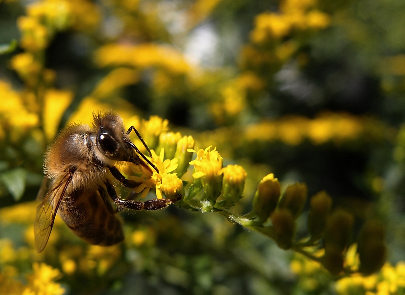 samstags im Garten