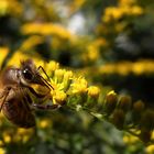 samstags im Garten