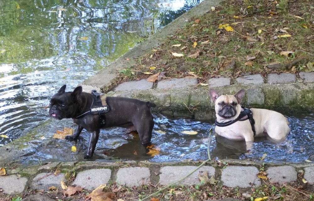 Samstags werden Möpse gebadet