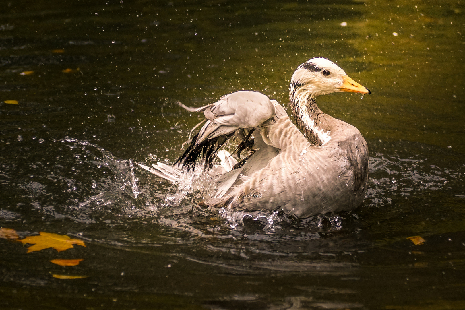 Samstag`s wird gebadet ...