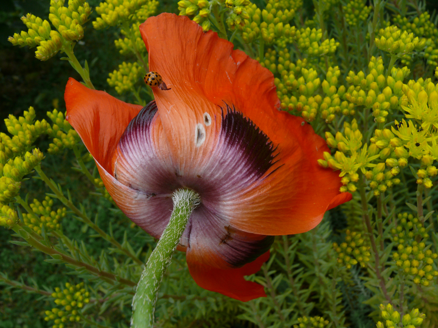 Samstagsbesuch beim Mohn