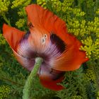 Samstagsbesuch beim Mohn