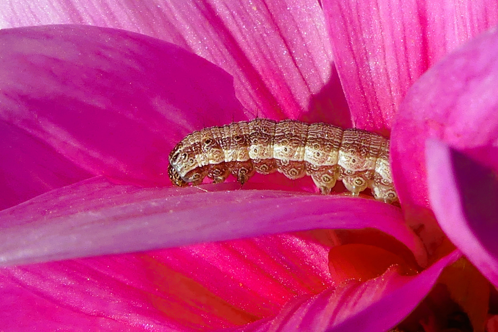 Samstagsbesuch...Raupe im Oktober