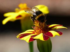 Samstagsblümchen