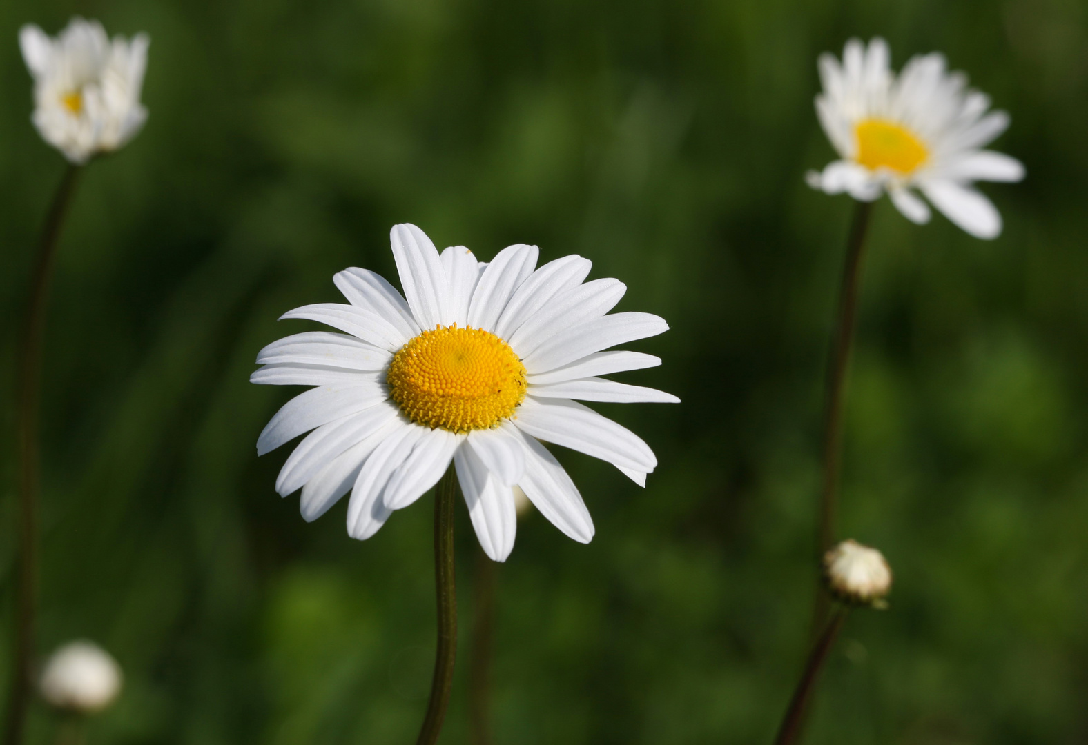 Samstagsblümchen