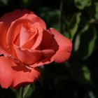 Samstagsrose