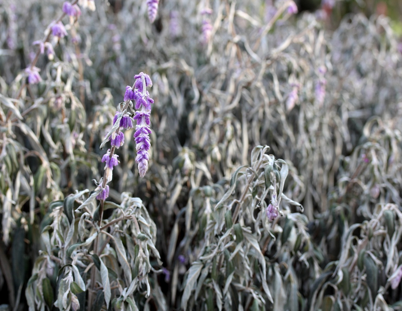 Samt-Salbei (Salvia leucantha)