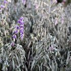 Samt-Salbei (Salvia leucantha)